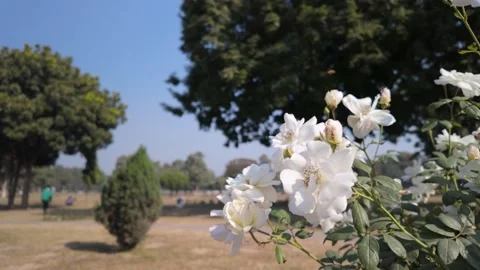 Close Up of a White Rose Cluster Blooming in a Sunny Park with Blurred Backgroun Stock Footage 329798313