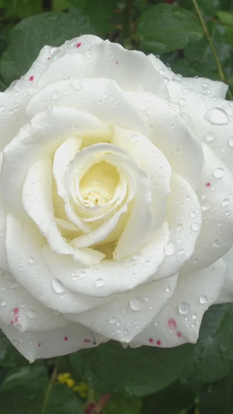 Close-up of a white rose covered in raindrops Видео 337448268