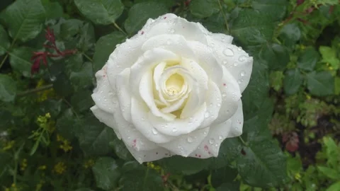 Close-up of a white rose covered in raindrops Stock Footage 338286727