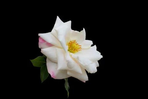 Close up of a white rose flower Stock Photos