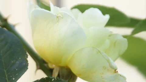 Close up on white rose Stock Footage 75061298