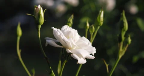 Close-up of white rose in garden Stock Footage 263908250