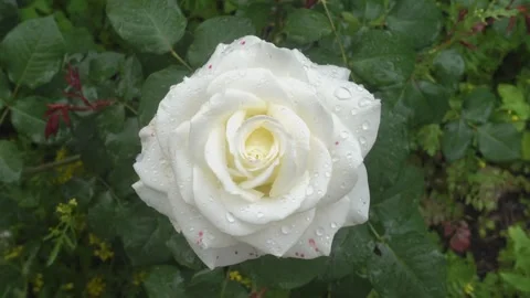 Close-up of white rose in garden with raindrops Stock Footage 339233874