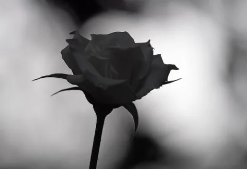 Close up White Rose Isolated on Background, Concept of Broken Heart Photos
