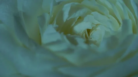 Close-Up Of White Rose Petals In Soft Cool Light Stock-Footage 320161315