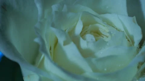 Close-Up Of White Rose Petals In Soft Cool Light Stock Footage 321120603