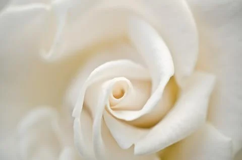 Close up on white rose Foto stock