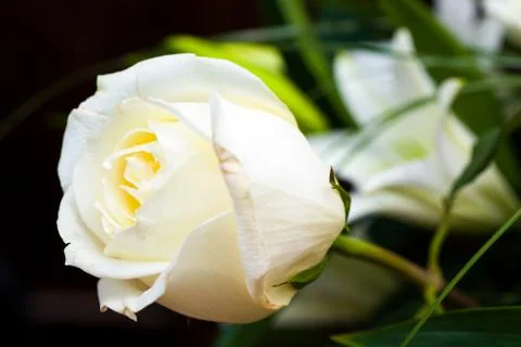 Close-up of white rose Stock Photos
