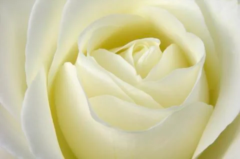 Close-up white rose Stock Photos