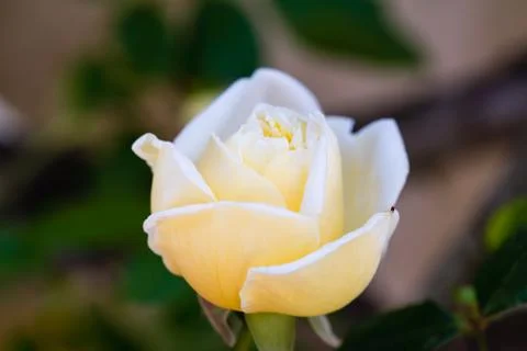 Close up of a white rose Stock Photos
