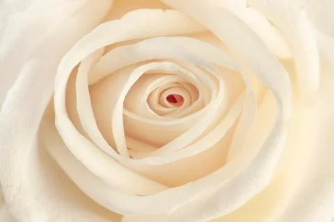 Close up of a white rose Stock Photos