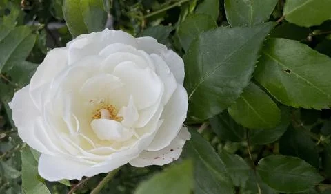 Close-up of a white rose Stock Photos