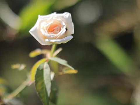 Close up of White Rose Stock Photos