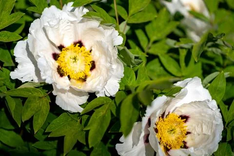 Close-up of white rose 写真素材