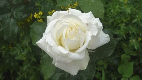 Close-up of white rose with raindrops in garden Stock Footage 337448097