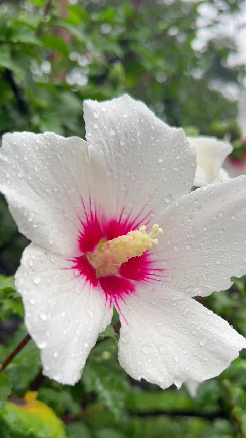 Close up of white Rose of Sharon hibiscus with vivid pink center and delicate Stock Footage 343623667