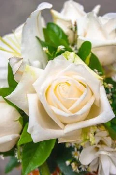 Close up white roses Stock Photos