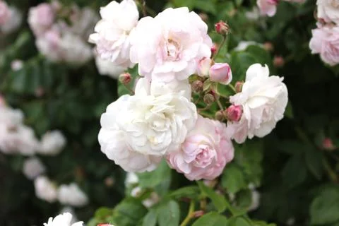 Close up of white roses Stock Photos