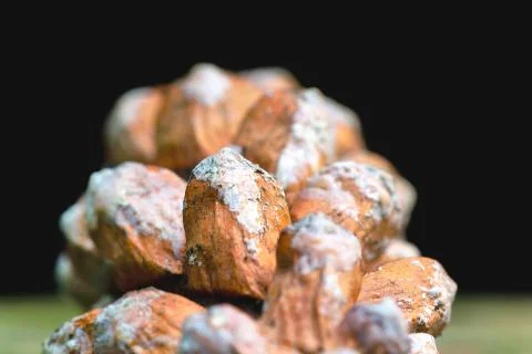 Close up of a white rot fungi decomposing a pine cone Stock Photos