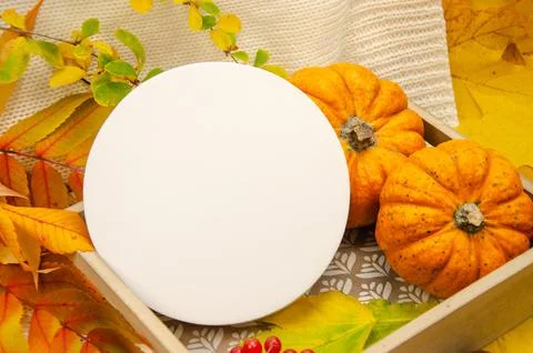 Close-up white round template round mockup on a background in yellow orange red  Stock Photos