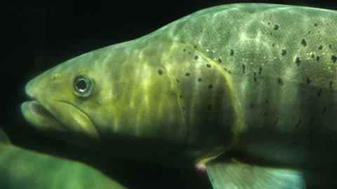 Close up of  White salmon Stock Footage 210238187