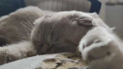 Close-up White scottish fold Cat on a black worn-out sofa rest sleep Stock Footage 315090008
