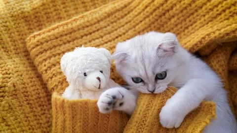 Close-up of a white Scottish kitten sleeping with a toy bear Stock Footage 233180932