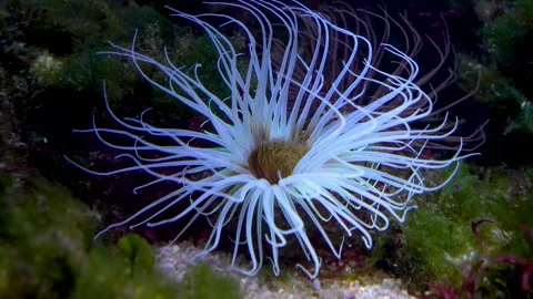 Close up of a white sea Anemone Stock Footage 278049098