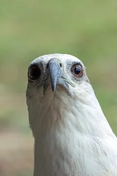 Close up of a white sea eagle Stock Photos