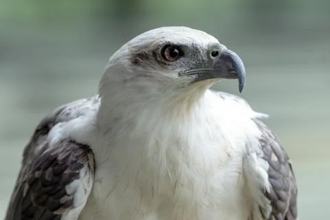 Close up of a white sea eagle Stock Photos