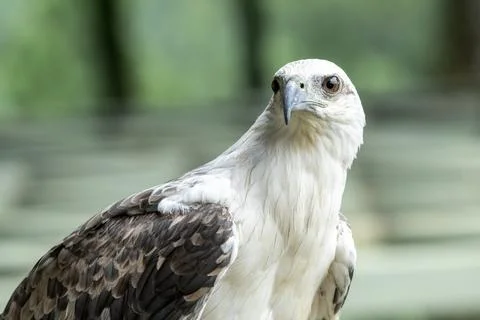 Close up of a white sea eagle Stock Photos