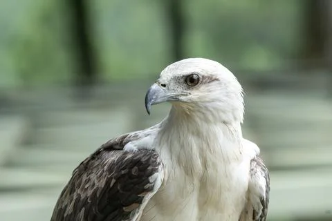 Close up of a white sea eagle Stock Photos