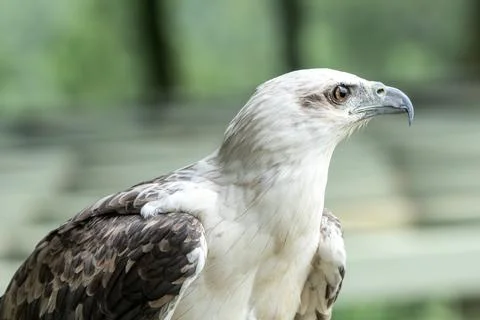 Close up of a white sea eagle Stock Photos