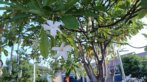 Close Up of White Sea Mango Flowers Blooming on Tree Stock Footage 340373691
