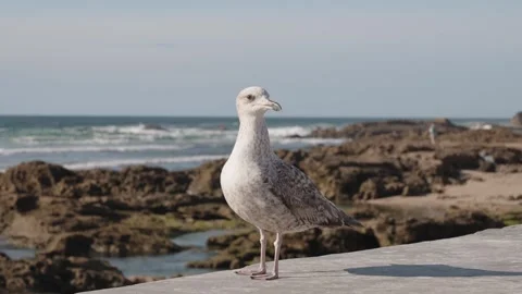 Close-Up of a White Seagull Perched on Ancient Wall with Ocean Background Vidéo 290312347