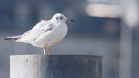 Close up of a white seagull resting on a piling, turning its head and looking 스톡 동영상 332340278