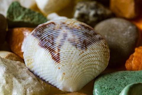 Close-up of a white seashell with brown pattern lying among colorful beach .. Stock Photos