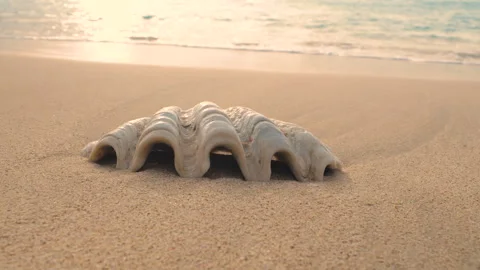 CLOSE UP: White seashell resting on sunlit sandy shore of a tropical island Stock Footage 336801786