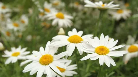 Close up of white senecio cruentus Stock Footage 10893968