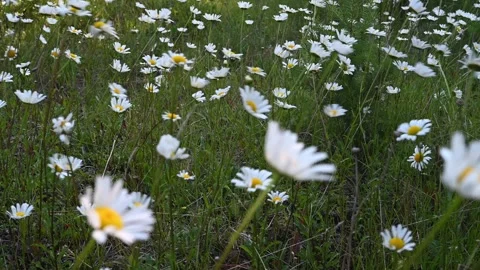 Close-up of white Shasta daises blowing in a strong wind Stock Footage 300894885
