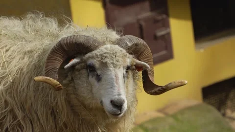 Close up of a white sheep in a barn Stock Footage 271512424