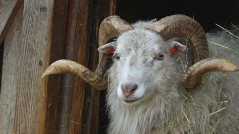 Close up of a white sheep in a barn Stock Footage 271513666