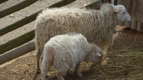 Close up of a white sheep in a barn Stock Footage 271515338