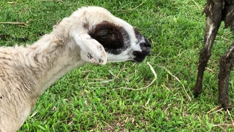 A close-up of a white sheep with black markings grazing on a green field Stock Footage 297486992