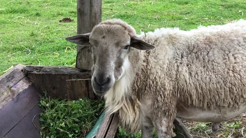 A close-up of a white sheep with a curious expression Stock Footage 297527594