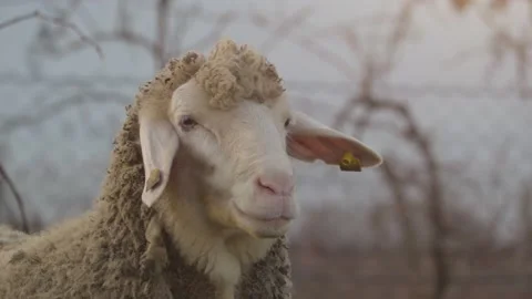 Close Up Of A White Sheep In The Field Modern Farm Stock Footage 146011074
