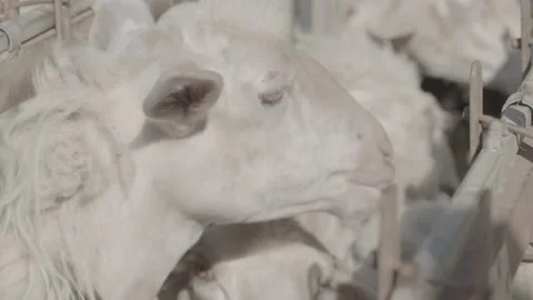 Close-up of white sheep Stock Footage 170486045
