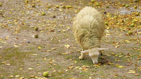 Close up of a white sheep. Stock Footage 269411239