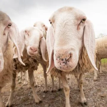 Close-up of white a sheep that looking in front of the camera. Concept of div Stock Photos
