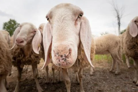 Close-up of white a sheep that looking in front of the camera. Concept of div Stock Photos